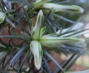 Erica nabea flowers